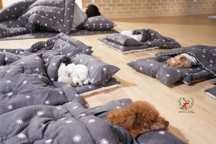 Photos Of Sleeping Pups In A Puppy Daycare Center Are Taking Over The Internet