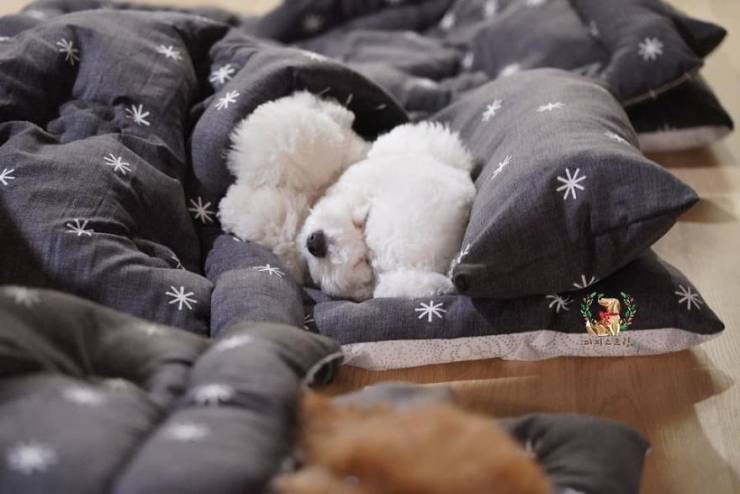 Photos Of Sleeping Pups In A Puppy Daycare Center Are Taking Over The Internet