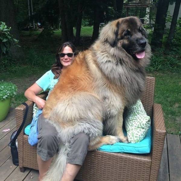 Those Dogs Are MASSIVE!