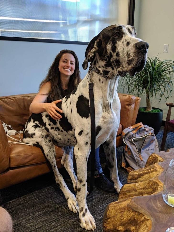 massive dog