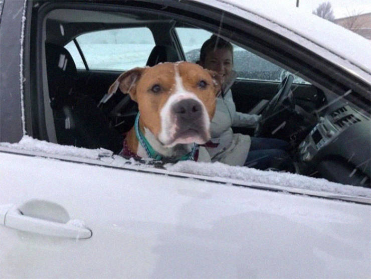 15 Volunteers Help To Get A Stolen Pit Bull Back To His Family