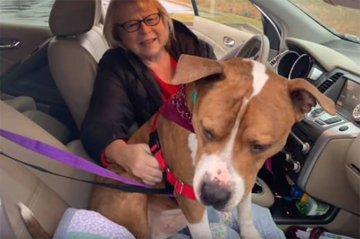 15 Volunteers Help To Get A Stolen Pit Bull Back To His Family