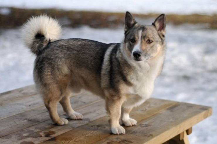 Mixed Dog Breeds Are Doubling The Cuteness!