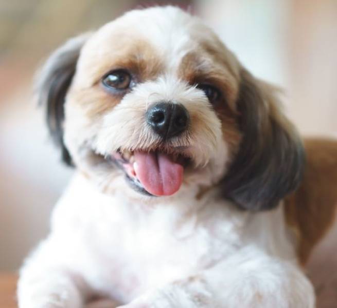 Mixed Dog Breeds Are Doubling The Cuteness!