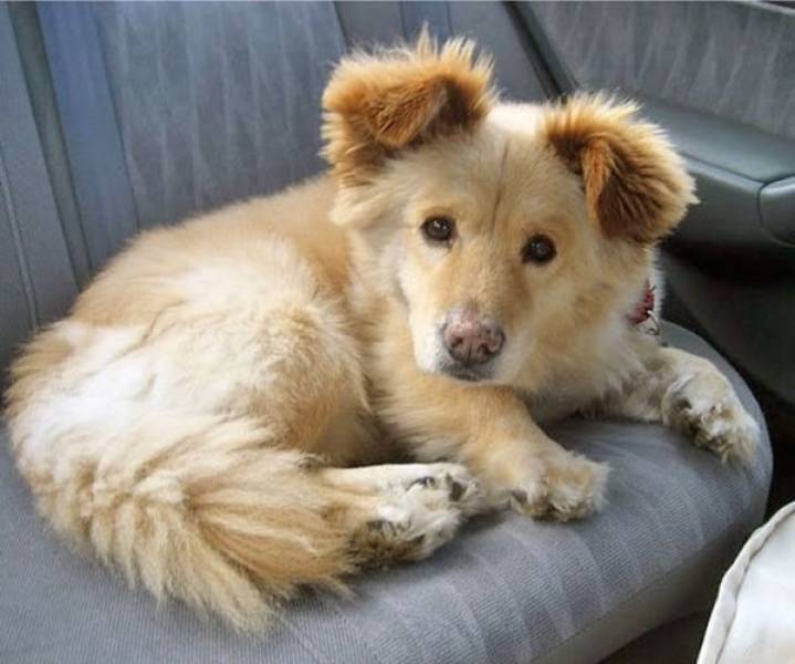 Mixed Dog Breeds Are Doubling The Cuteness!