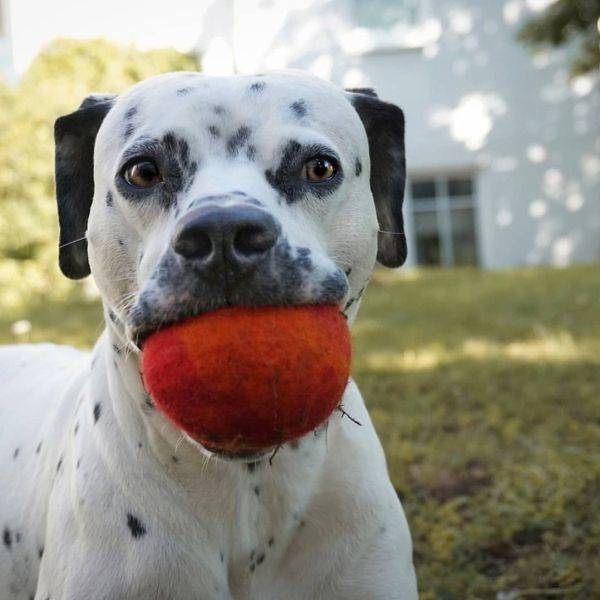 Mixed Dog Breeds Are Doubling The Cuteness!