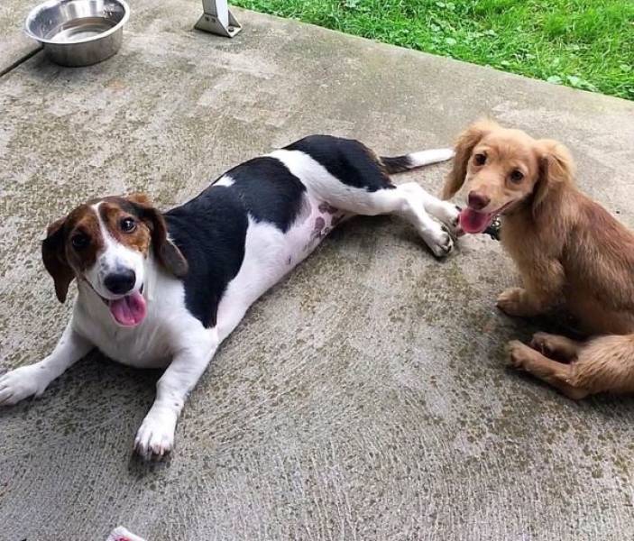 Mixed Dog Breeds Are Doubling The Cuteness!