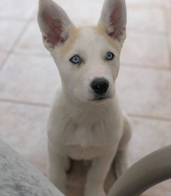 Mixed Dog Breeds Are Doubling The Cuteness!