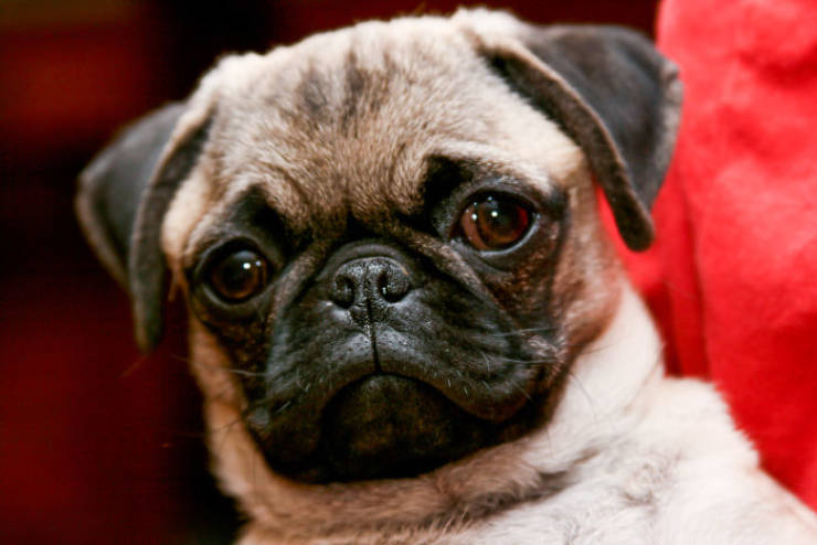 Pug’s MRI Scan Is Not Very Adorable. To Say The Least. (19 pics