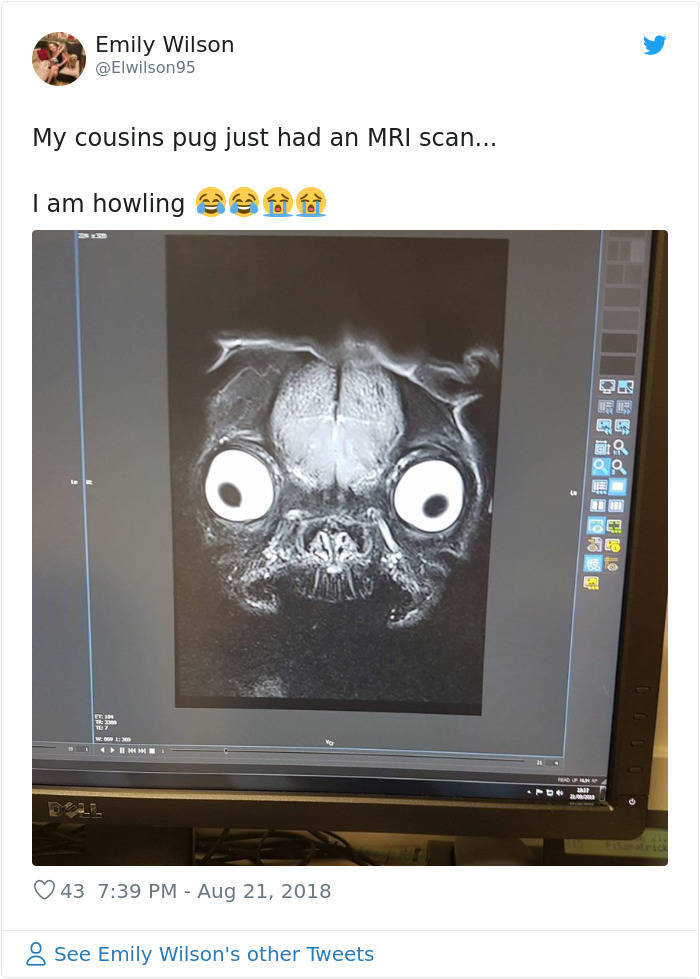 Pug S Mri Scan Is Not Very Adorable To Say The Least 19