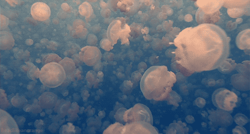 The Mysteries Of World’s Oceans…
