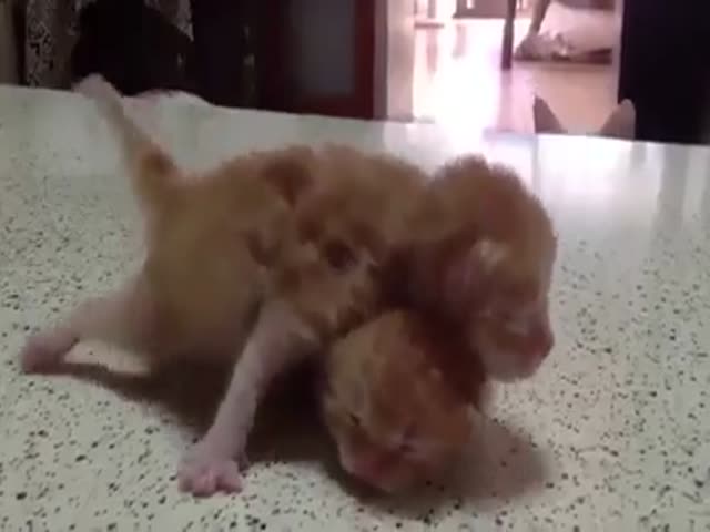 Dad Cat Wants To Play With His Kids!