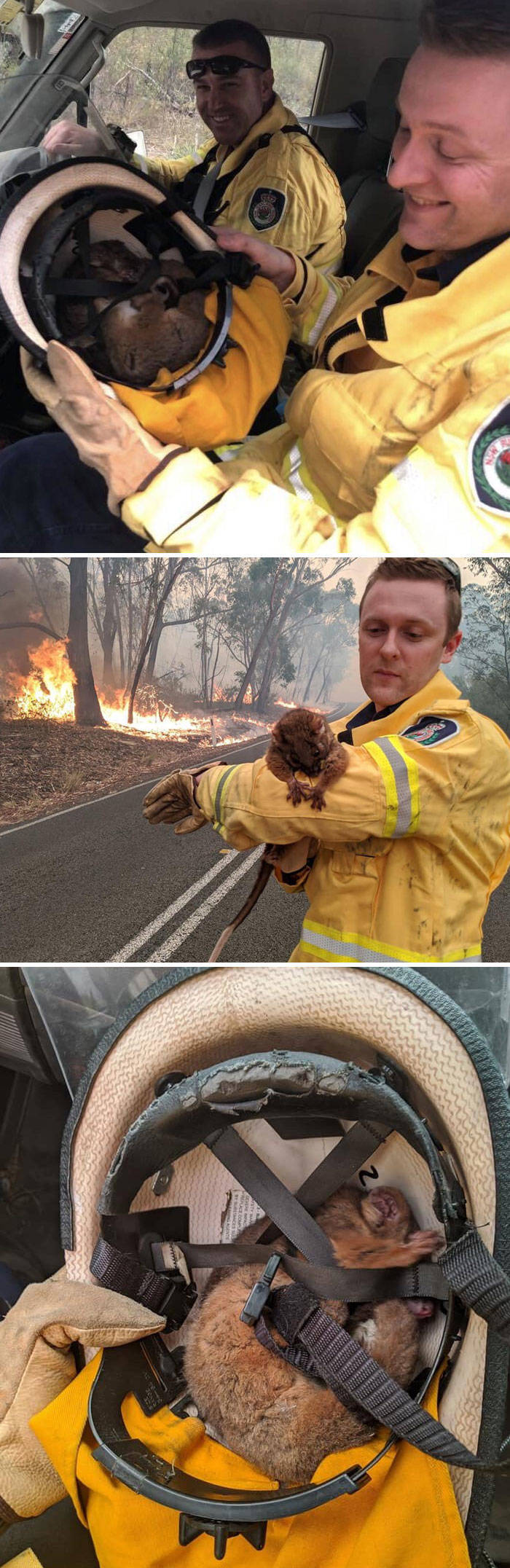 Here’s How People Save Animals From The Australian Bushfires