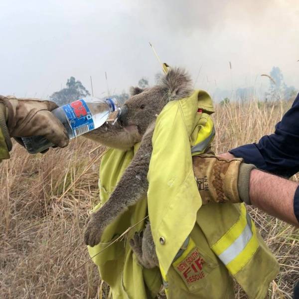 The Good Side Of Australian Bushfire Crisis