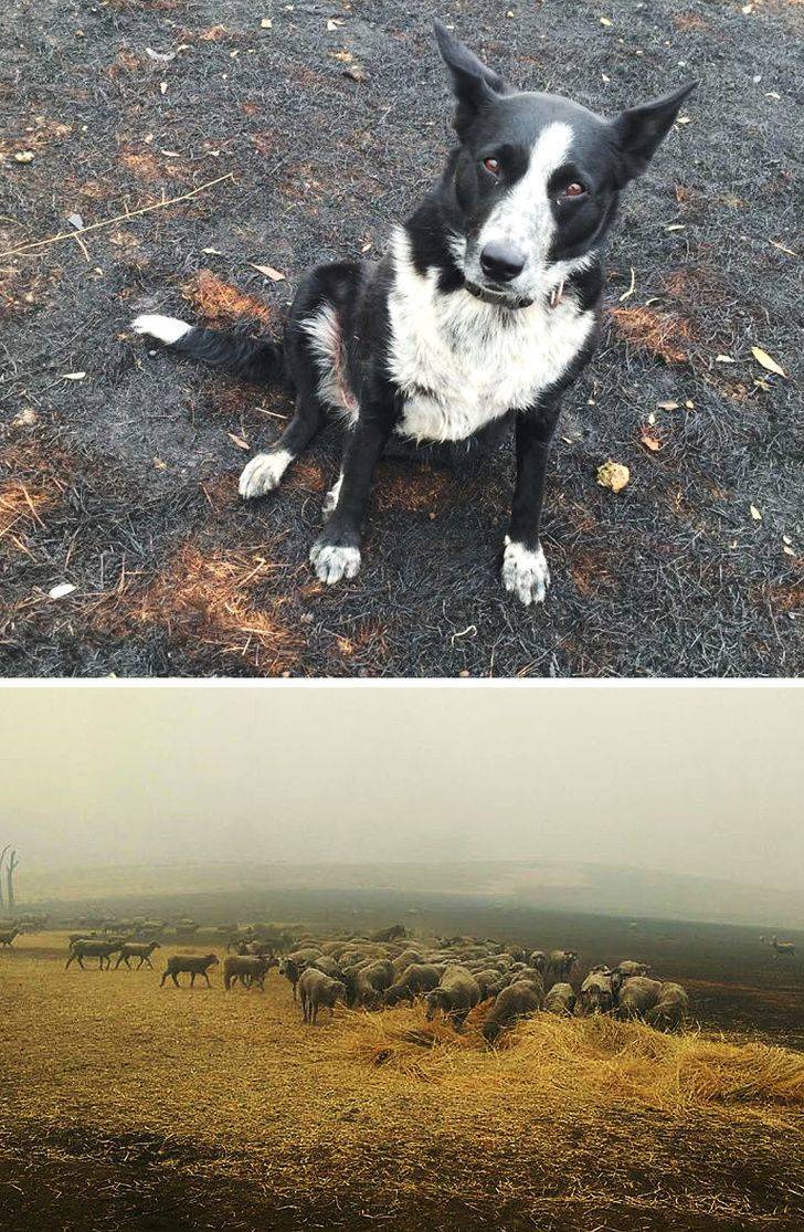 The Good Side Of Australian Bushfire Crisis