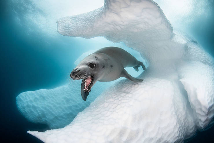 Take A Deep Dive With These Ocean Art Underwater Photo Contest Winners