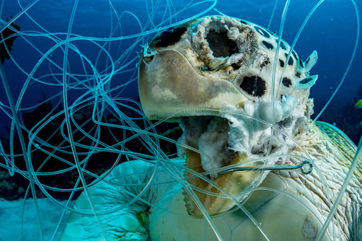 Take A Deep Dive With These Ocean Art Underwater Photo Contest Winners