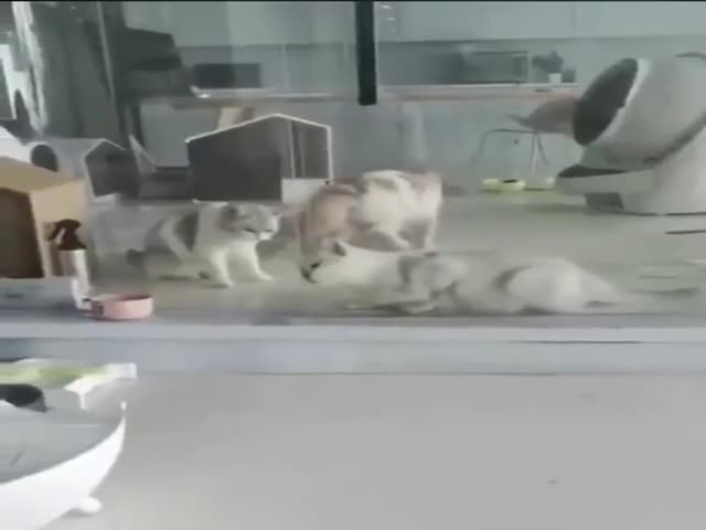 Cats Are Liquid, Confirmed!