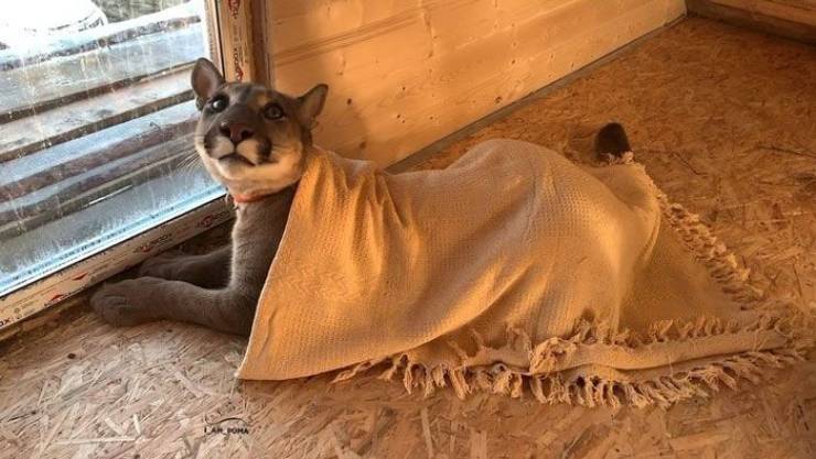 This Rescued Puma Is Just A Big Lazy Home Cat!