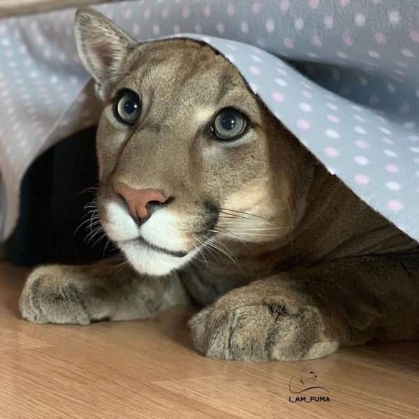 This Rescued Puma Is Just A Big Lazy Home Cat!
