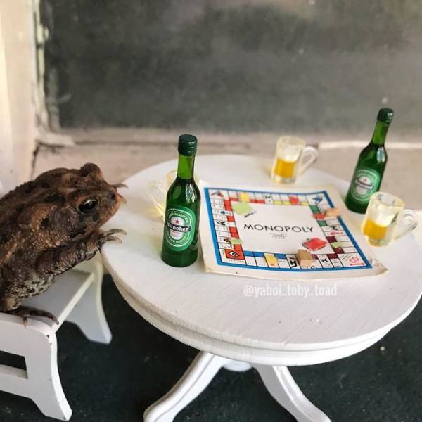 This Toad Is Almost Like A Human!