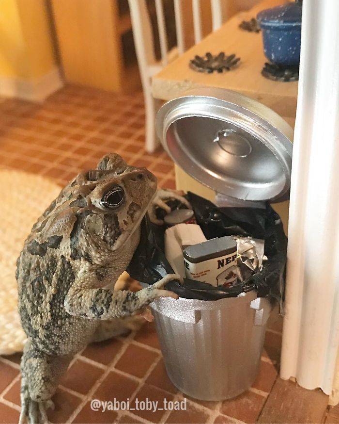 This Toad Is Almost Like A Human!