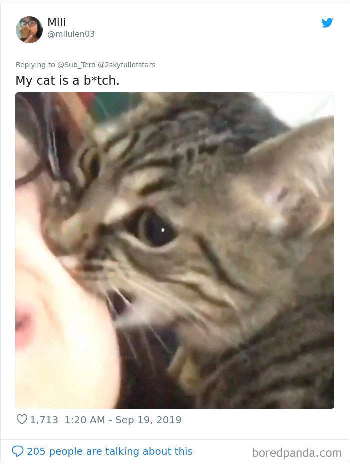 Cats Are NOT Normal!