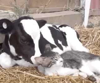 Animals Don’t Care Who To Be Friends With