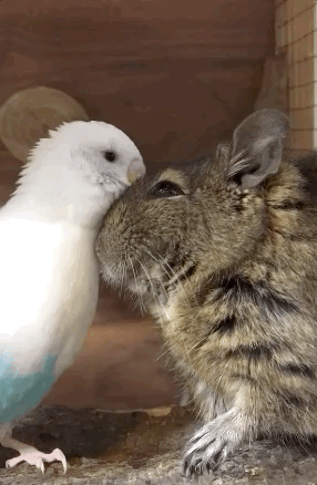 Animals Don’t Care Who To Be Friends With