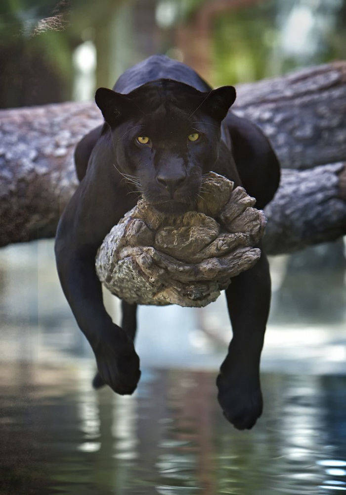 Panthers Are Essentially Just Oversized Black Cats