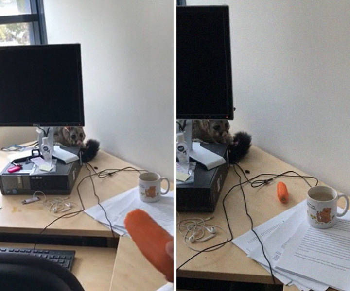 Possum Falls Into Someone’s Office, Becomes A Meme