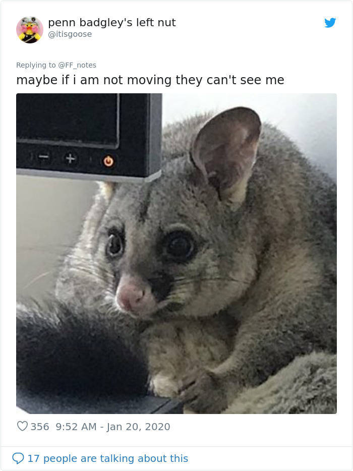 Possum Falls Into Someone’s Office, Becomes A Meme
