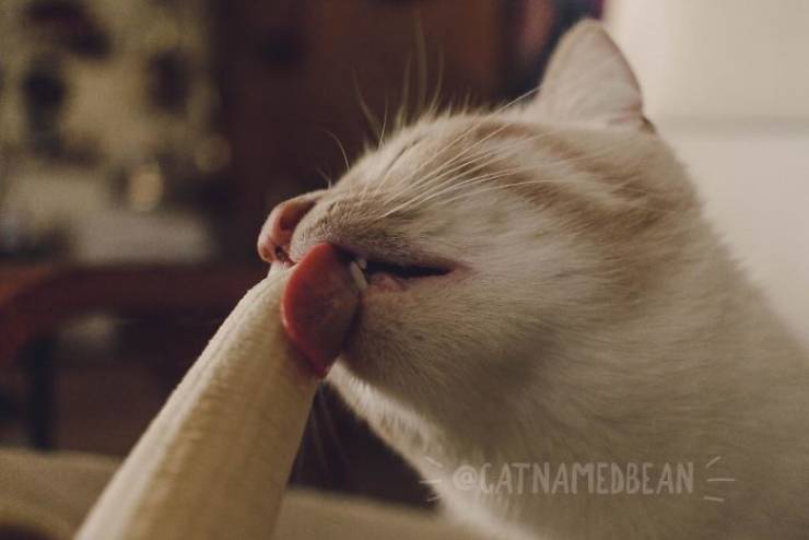 This Cat Is A Dirty Banana Lover!