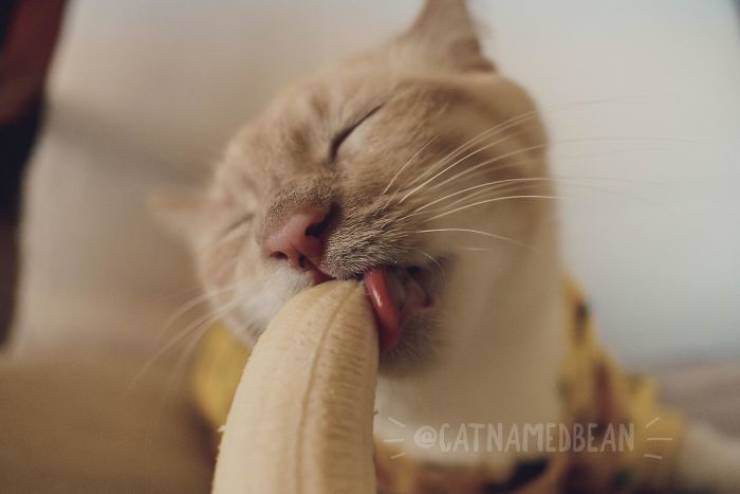 This Cat Is A Dirty Banana Lover!