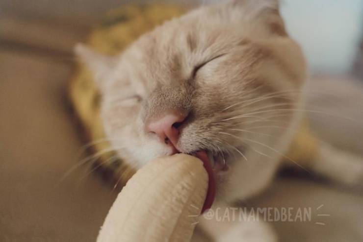 This Cat Is A Dirty Banana Lover!