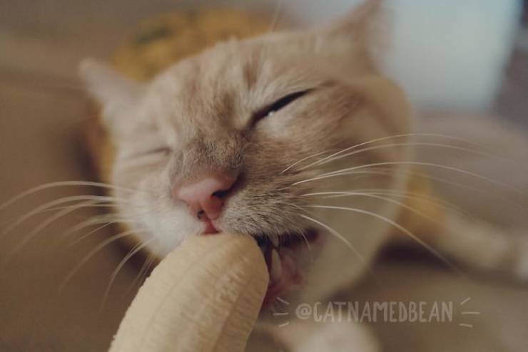 This Cat Is A Dirty Banana Lover!