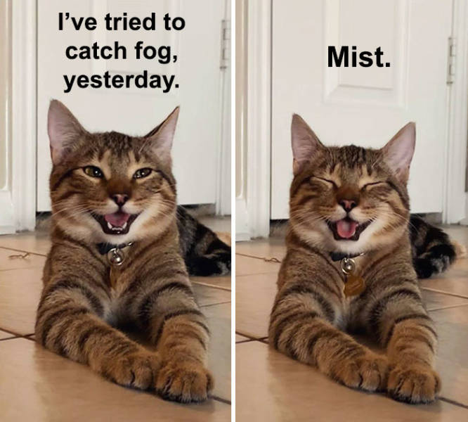 This Cat Is Now The Symbol Of Dad Jokes