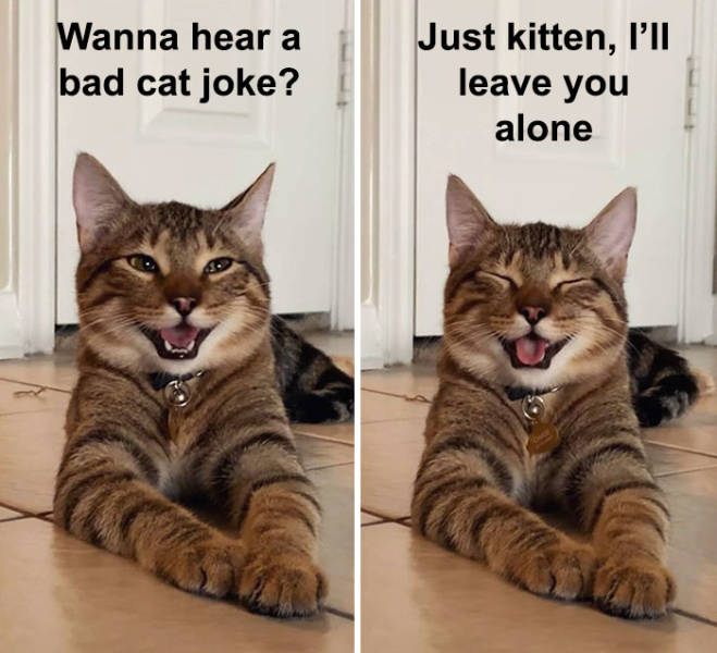 This Cat Is Now The Symbol Of Dad Jokes