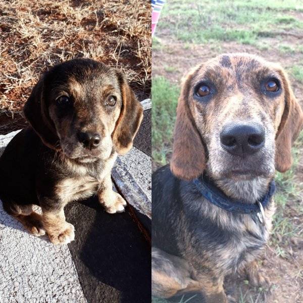 Are You Ready For Some Before-And-Afters Of Dogs?!