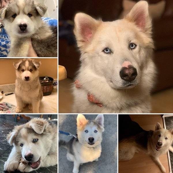 Are You Ready For Some Before-And-Afters Of Dogs?!