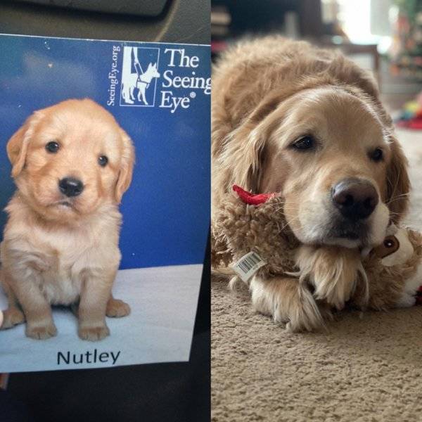 Are You Ready For Some Before-And-Afters Of Dogs?!