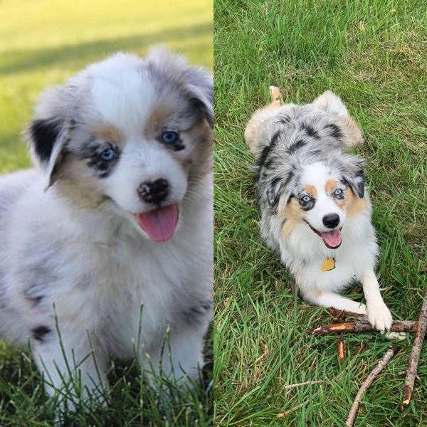 Are You Ready For Some Before-And-Afters Of Dogs?!