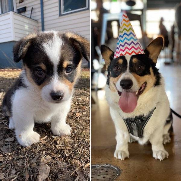 Are You Ready For Some Before-And-Afters Of Dogs?!