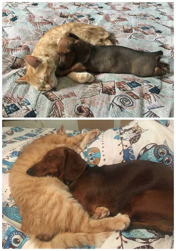 Are You Ready For Some Before-And-Afters Of Dogs?!