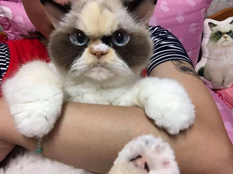 Is This Cat Even Grumpier Than The Previous One?!