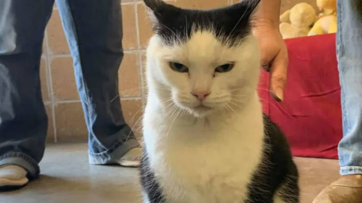 This Is World’s Worst Cat, And You Should Adopt Her!