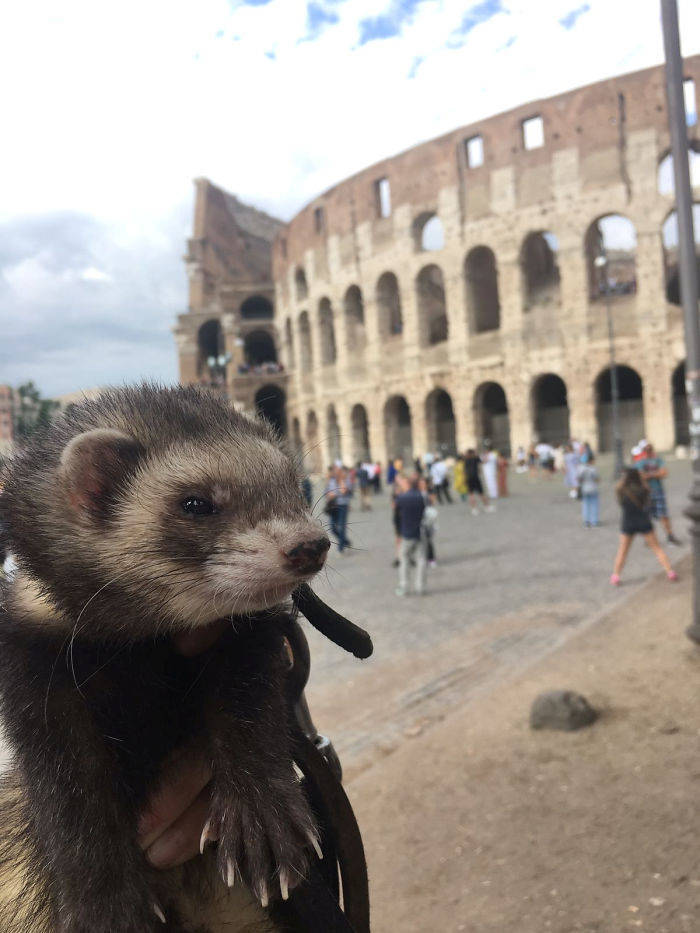 Guy Loses Three Of His Close Ones, Sells Everything And Goes On An Adventure With His Pet Ferret