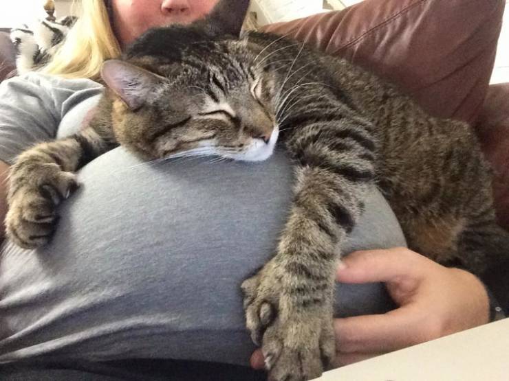 Pets Love Pregnant Two-Legs!