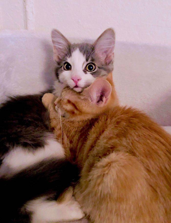 Rescued And Adopted Pets Are Even More Adorable!