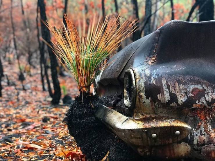 Photos Of Australia Coming Back To Life After The Bushfire Catastrophe